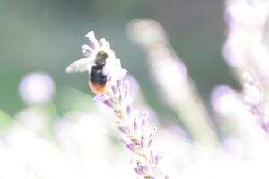 Frans 03 Blijven opletten